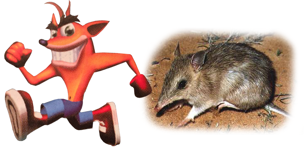 Crash and Bandicoot